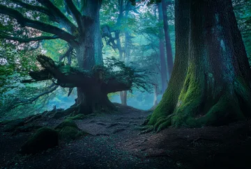 Feywild 01 Varrow Forest
